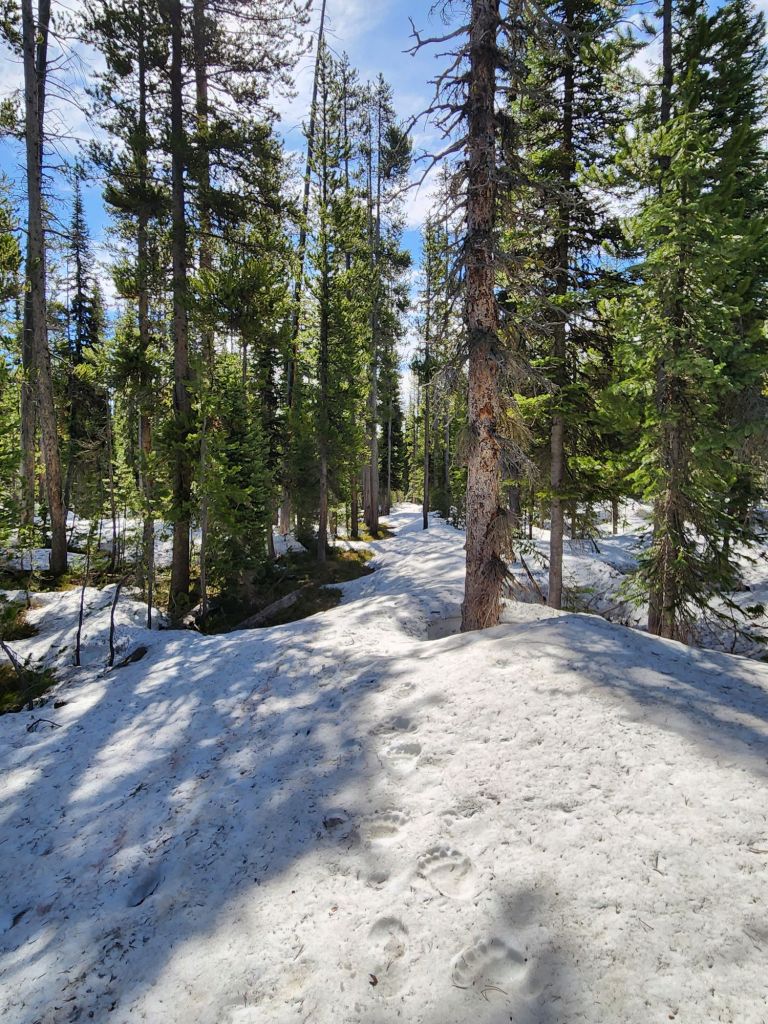 Bear tracks on the snow covered trail.