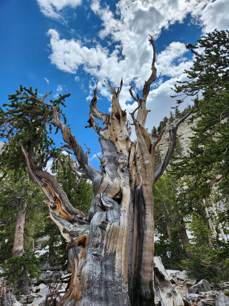 Great Basin Bristolcone Pine
