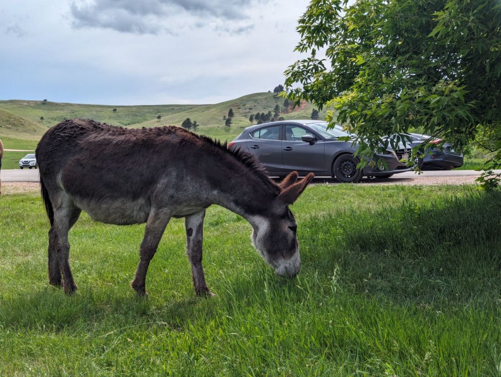 Wild burro in front of the Mazda