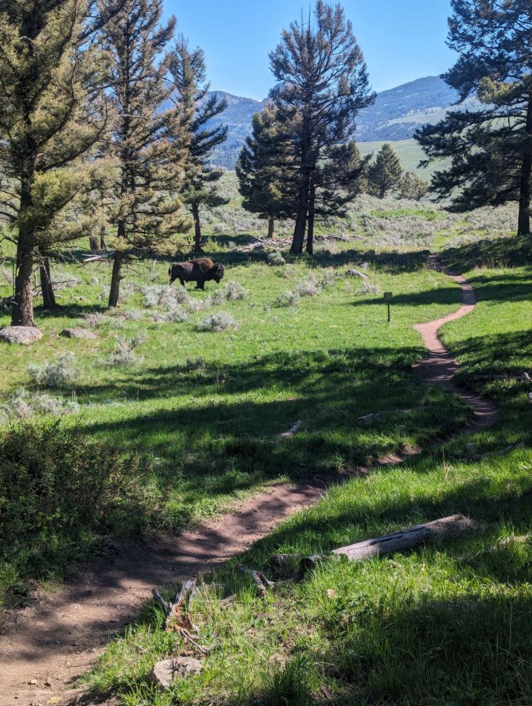 Bison next to trail