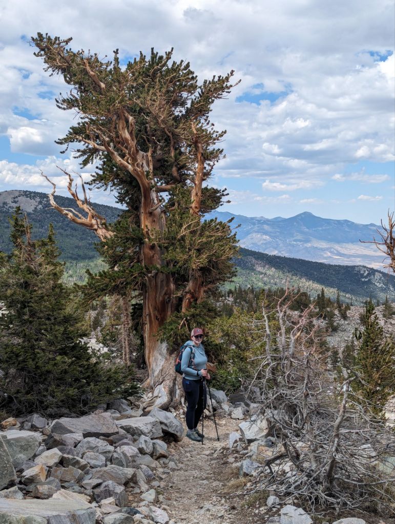 Molly hiking in front of a Bristolcone Pine
