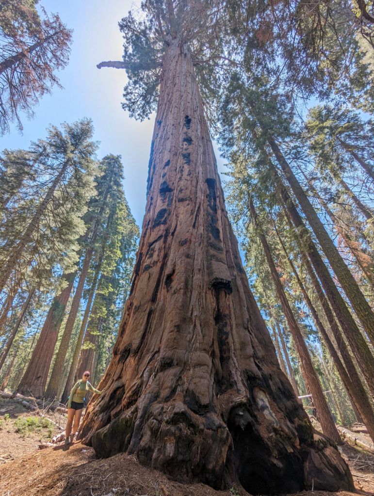 Molly posing next to a Sequoia
