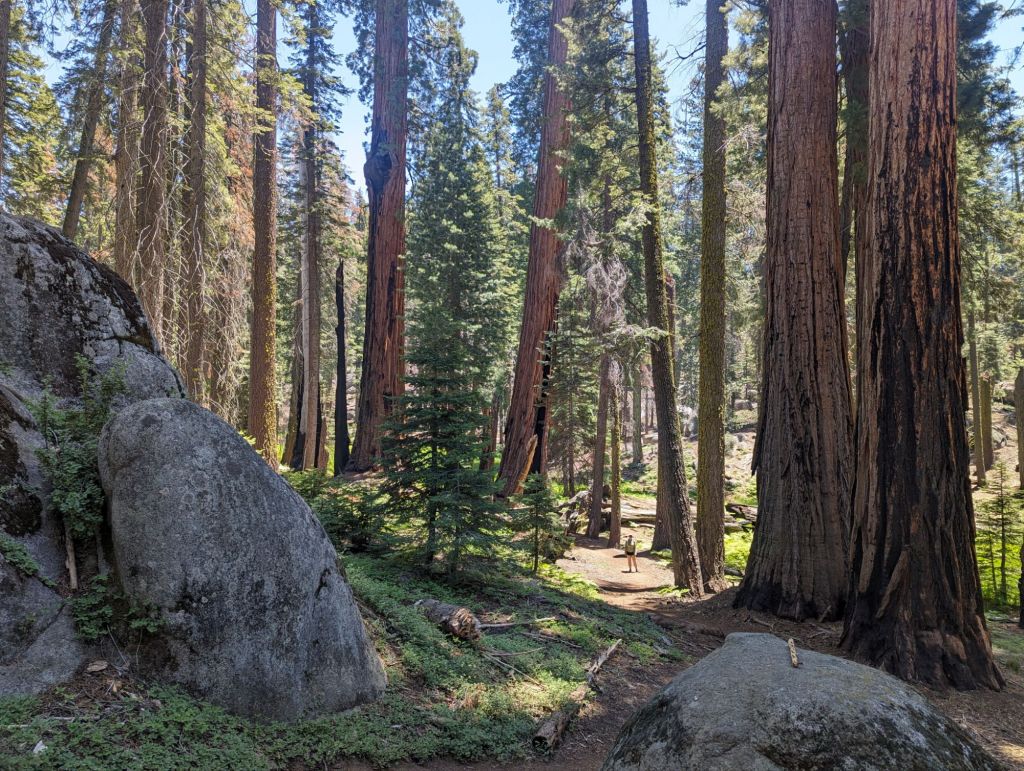 Molly on the trail with Sequoias