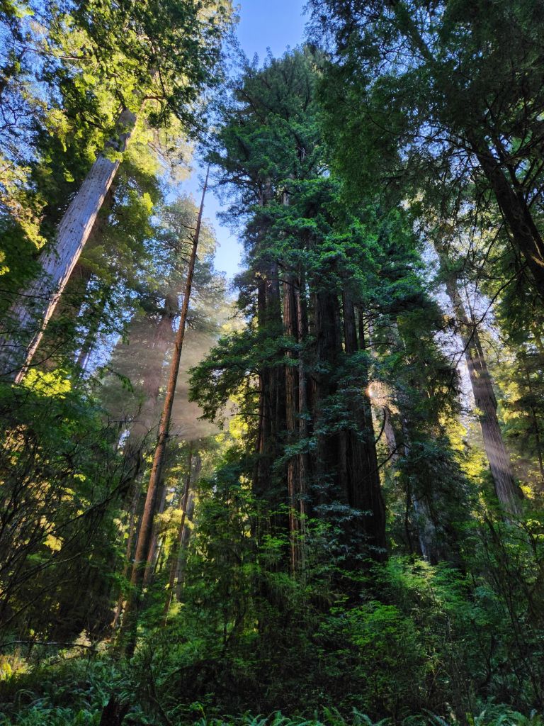 Grove of Redwoods with rays of light