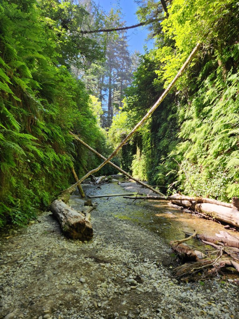 Fern Canyon