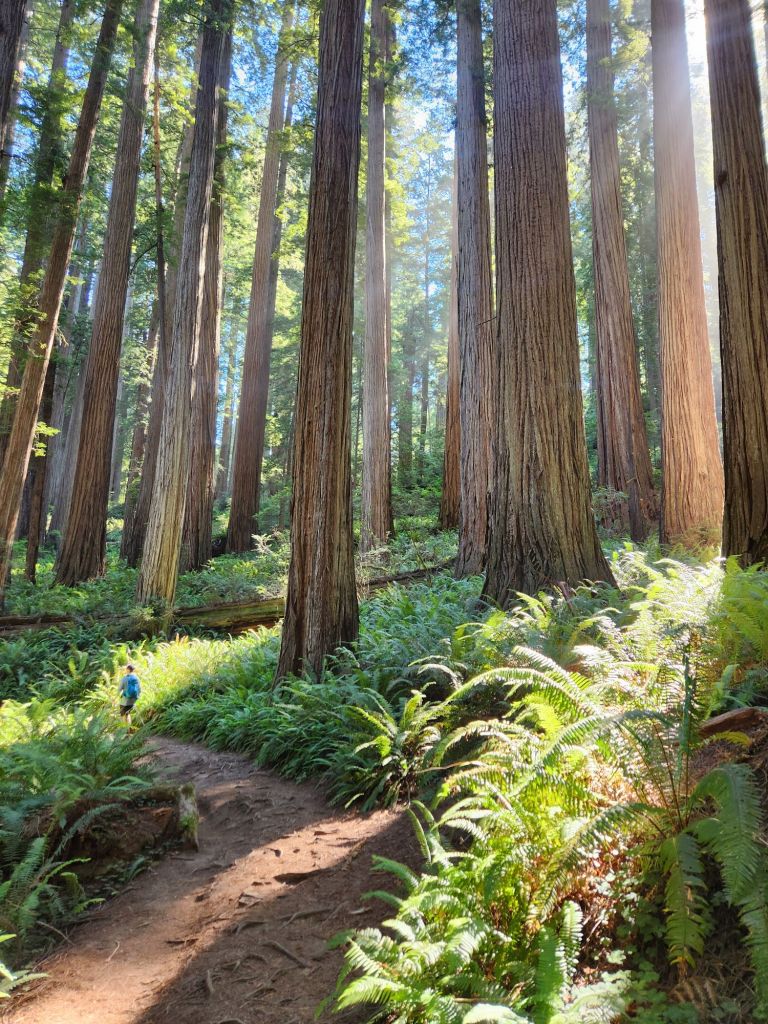 Red woods and ferns