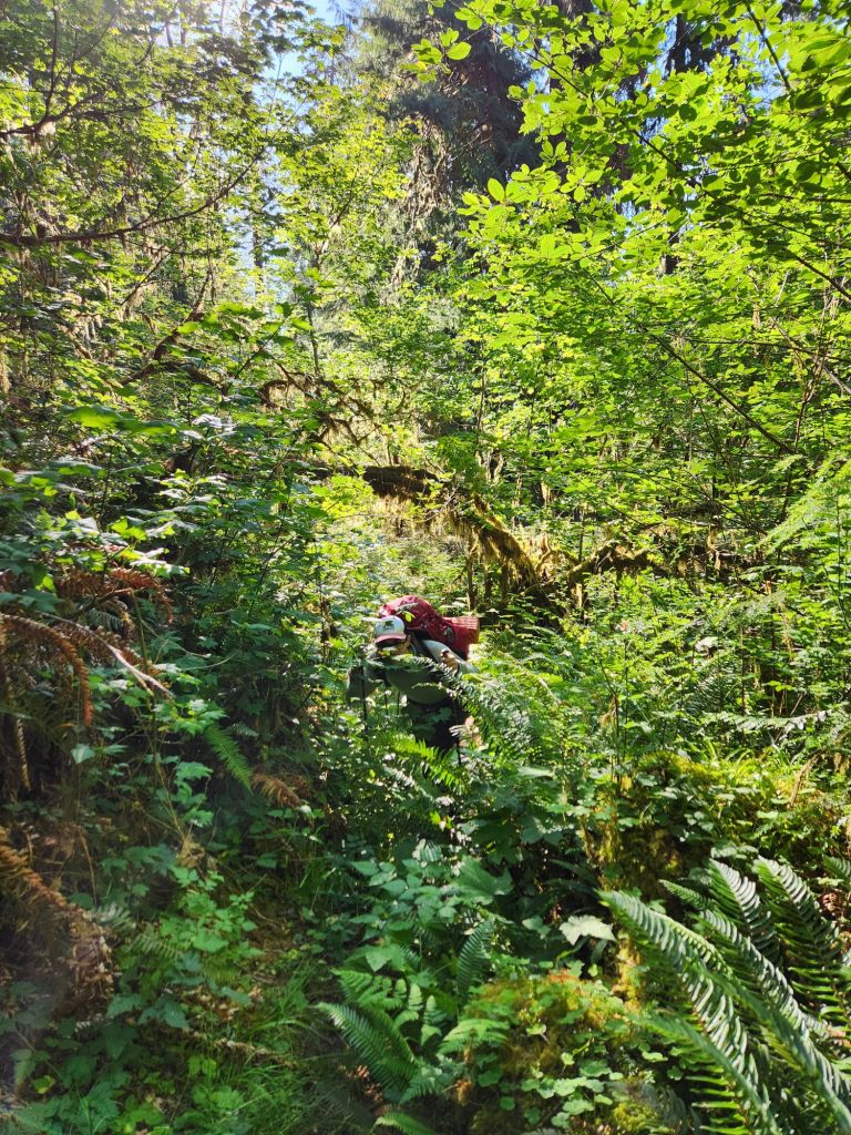 Bushwacking on the Bogachiel River Trail.