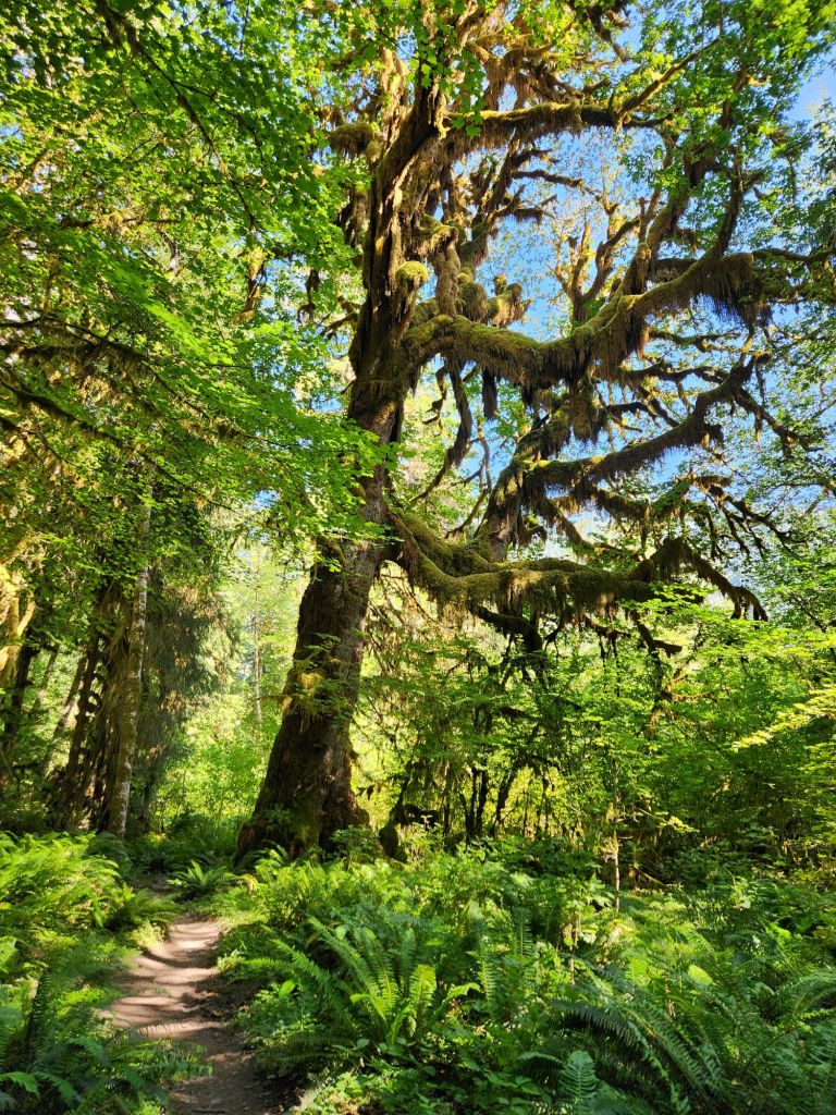 Moss in the Hoh rainforest