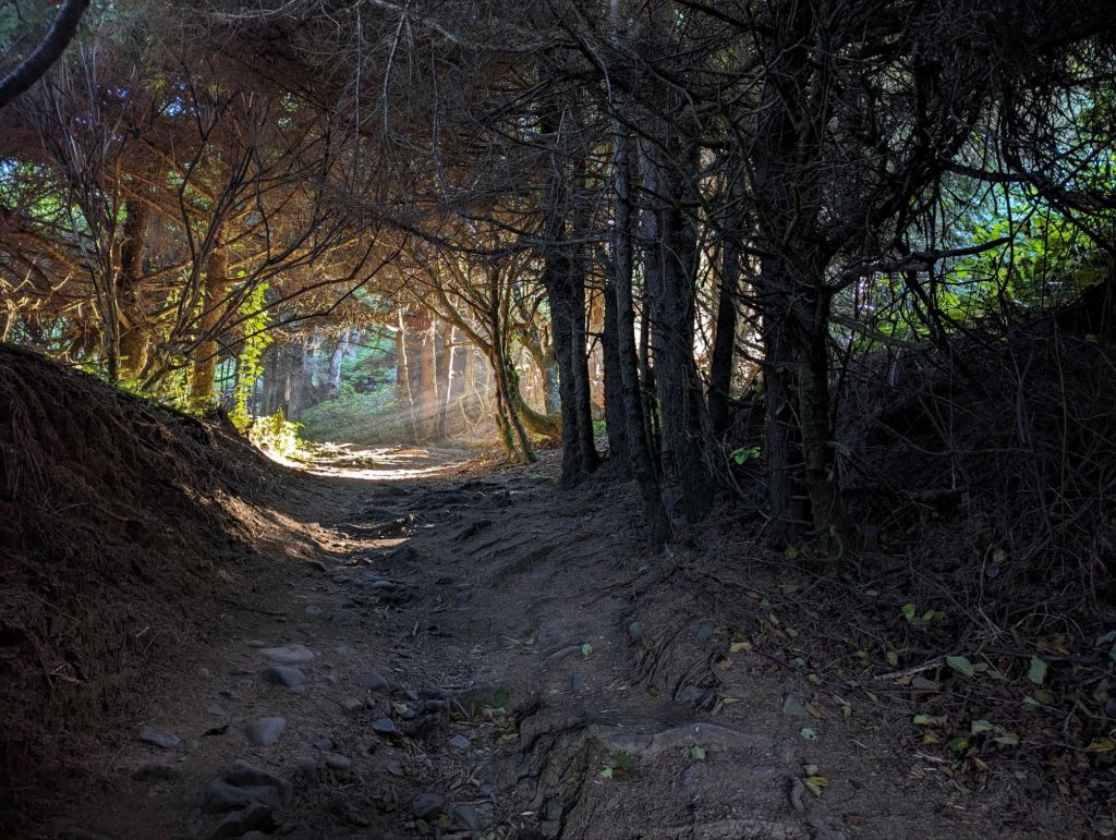 Morning light making it through the dense coastal rainforest