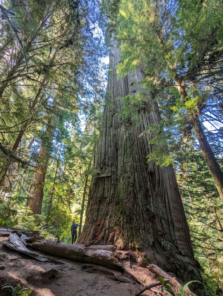 Molly next to boy scout tree