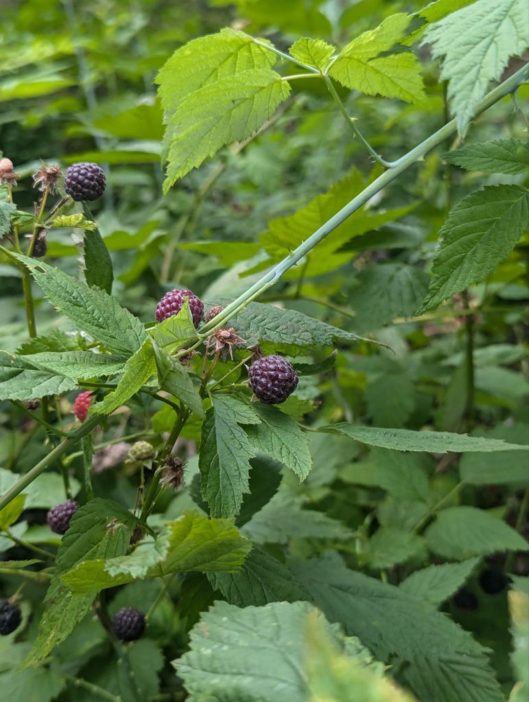 Black raspberry bush