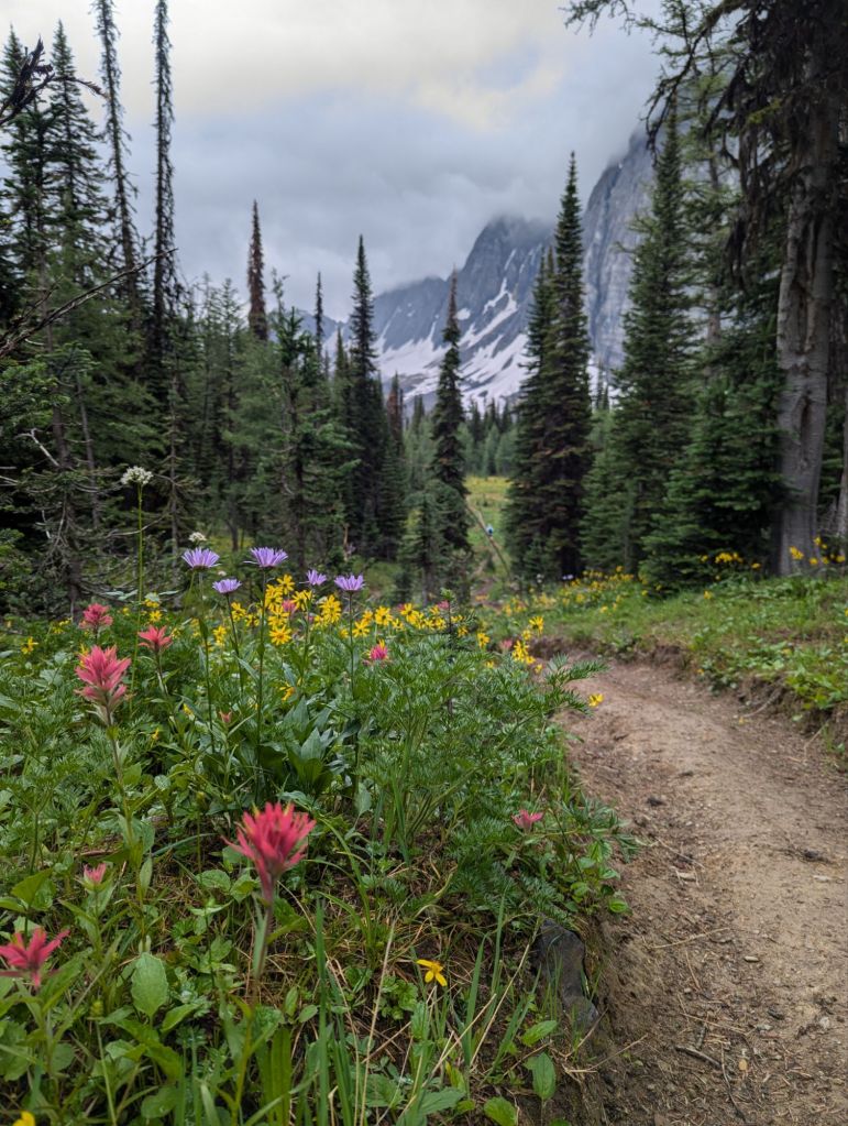 Alpine wild flowers