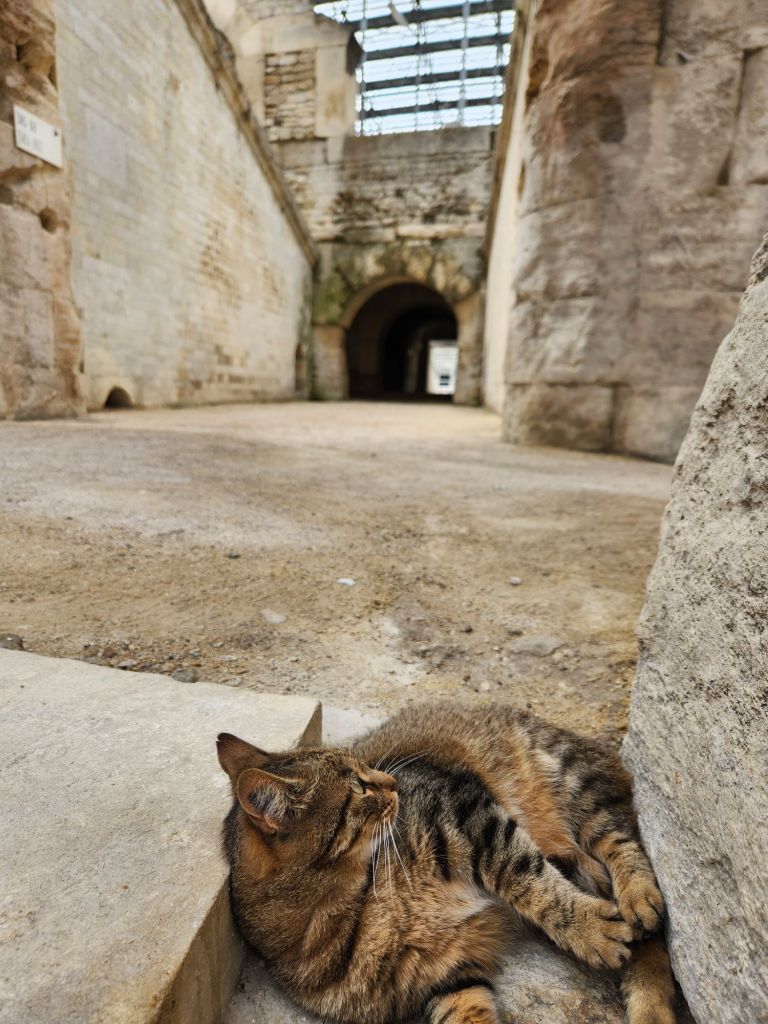 Cat in Arels colosseum.