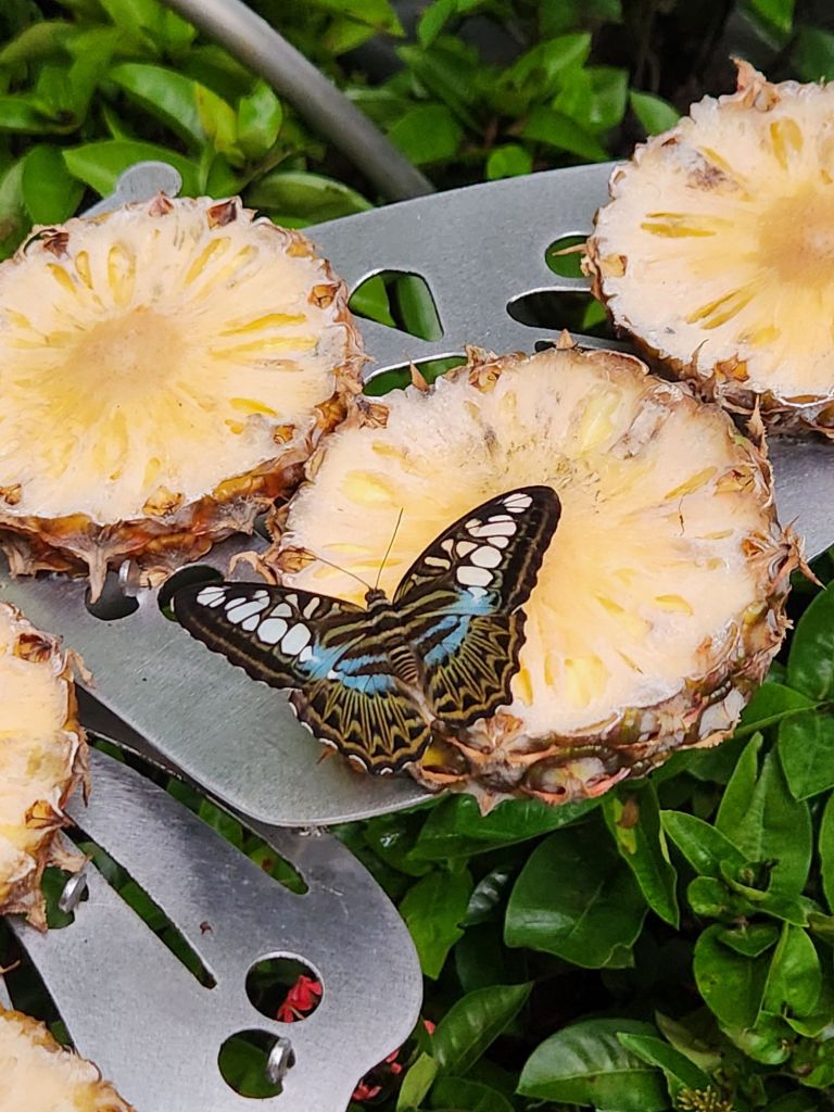 Butterfly garden at the Singapore airport