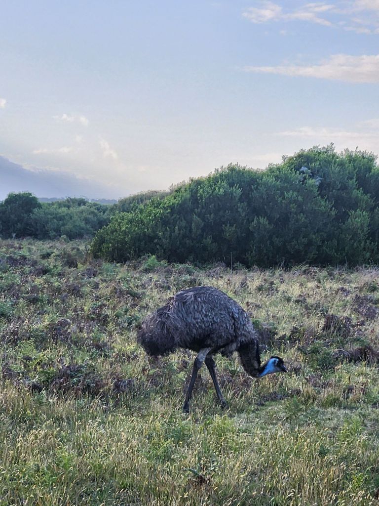 Emu on our nature walk