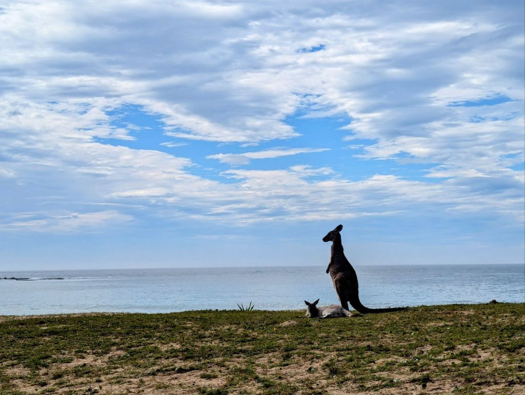 Pebby beach kangaroo mom with Joey