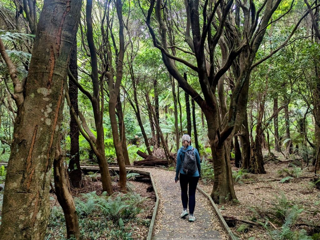 Boardwalk through a bog