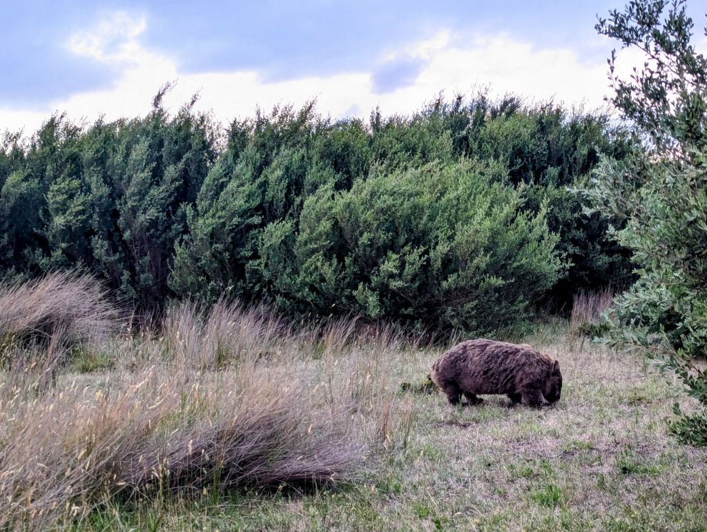 Wambats in Wilson's Promontory.