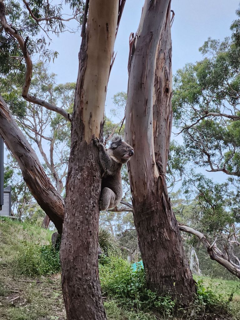 Koala1
