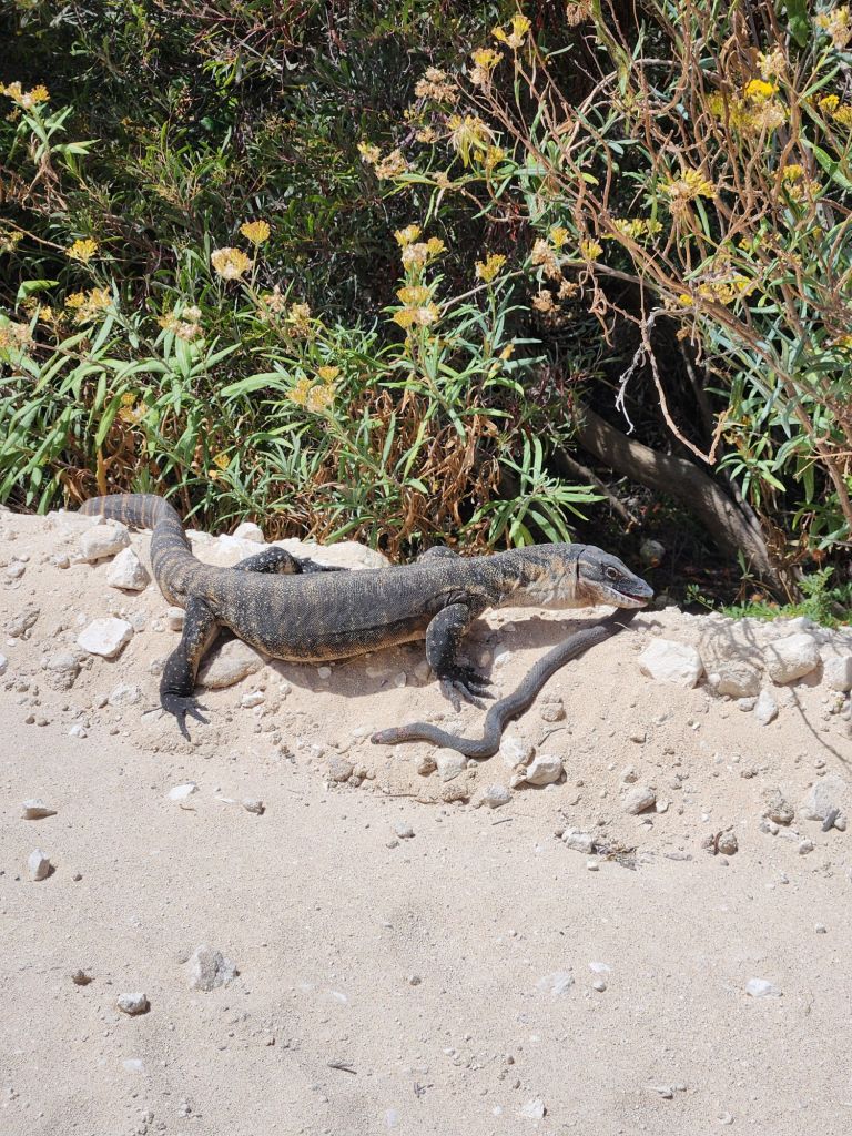 Lance Monitor lizard