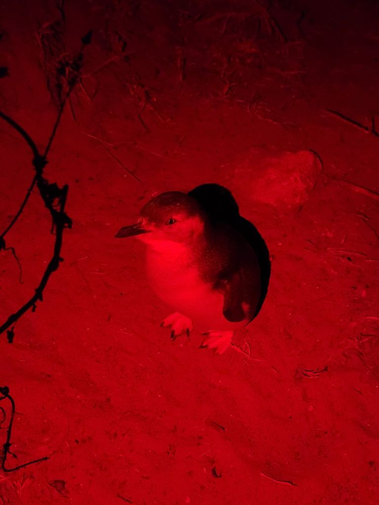 Little penguin
