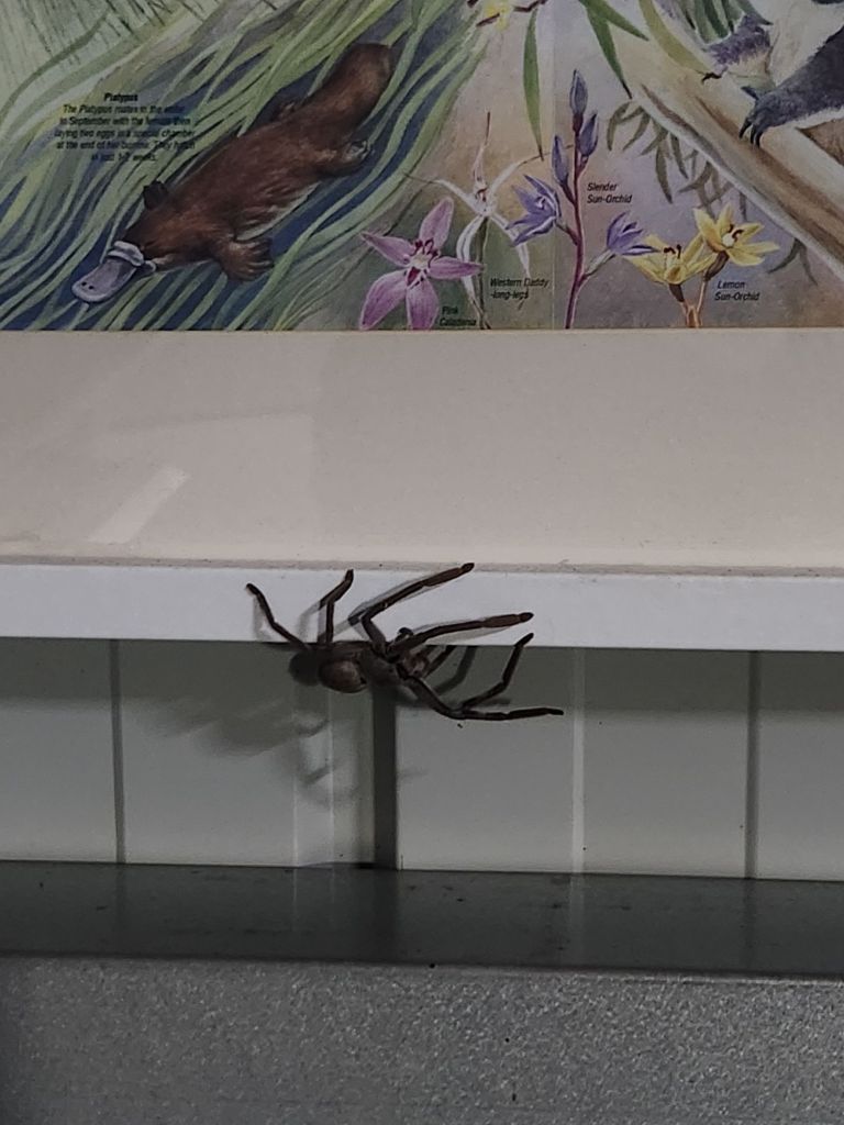 Huntsman spider