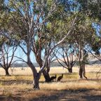 Grampians / Kangaroo Island, VIC SA Australia