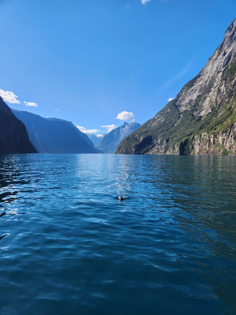Dolphins in Milford Sound